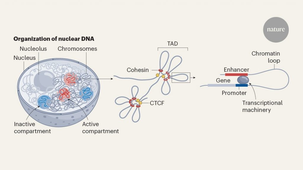 Systematic maps reveal how human chromosomes are organized