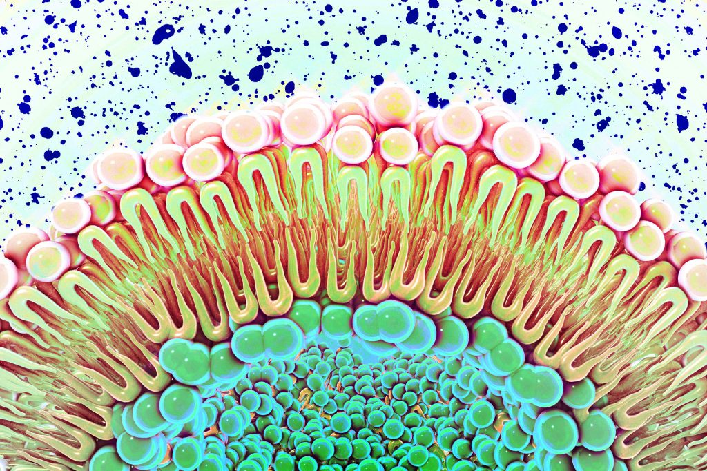 MIT study reveals a new role for cell membranes
