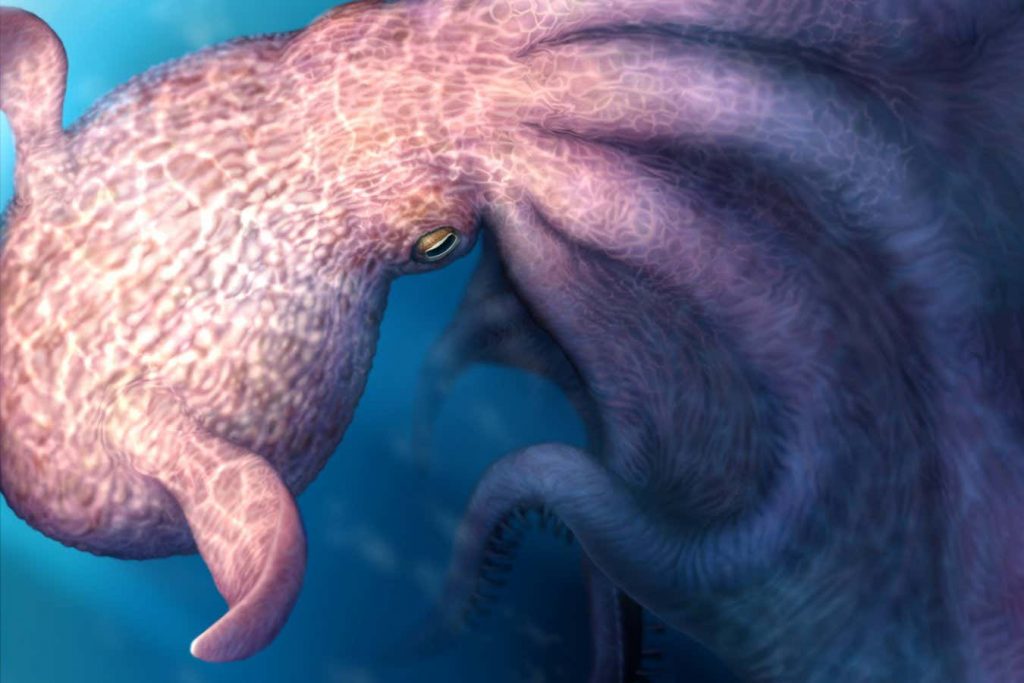 Largest-ever octopus was great white shark of invertebrate predators