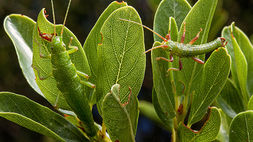 How Ecotypes Harbor the Genetic Memory of a Species’ Past