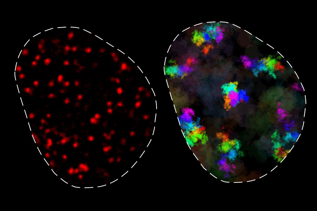 How chromatin movement helps control gene expression