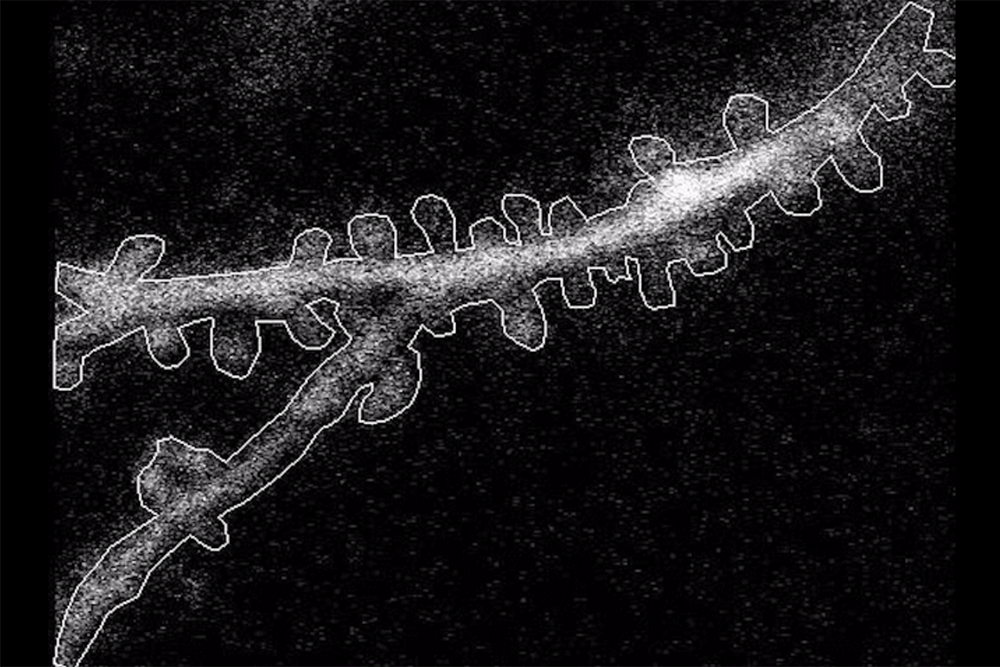 The rules neurons follow to make sense of what we see